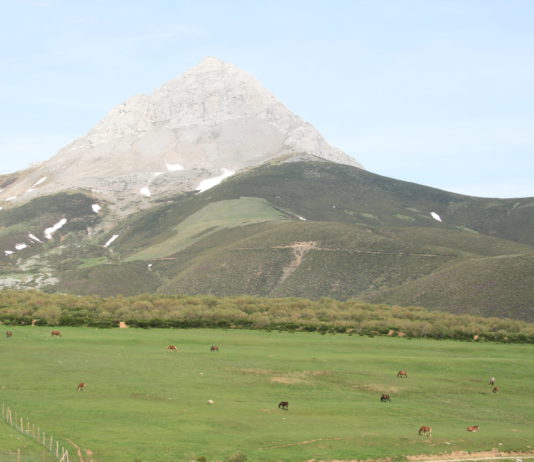 Demasiado reconocimiento