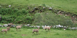 Asaja de Castilla y León valora la voluntad política de actuar sobre las enfermedades de las especies cinegéticas para avanzar en la sanidad animal y la salud humana