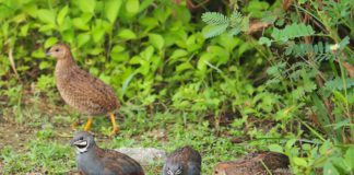 Asaja pide que se retrase el inicio de la media veda de caza allí donde sea necesario