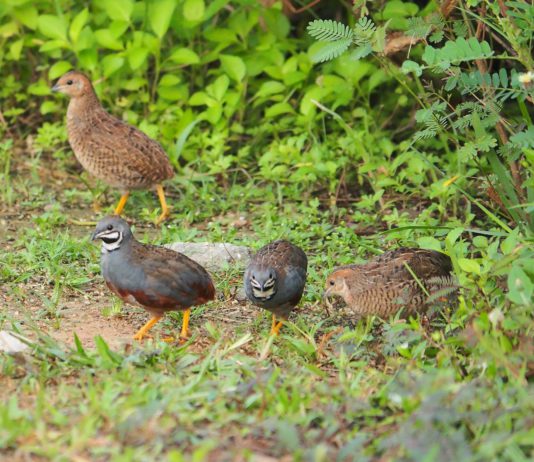 Asaja pide que se retrase el inicio de la media veda de caza allí donde sea necesario