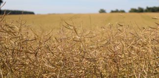 Las seis noticias agrarias de la semana – 24/09/2021