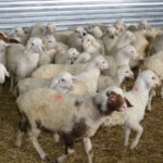 Cotizaciones de la Lonja Agropecuaria de León-24/02/2021