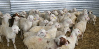 Las seis noticias agrarias de la semana – 28/05/2021