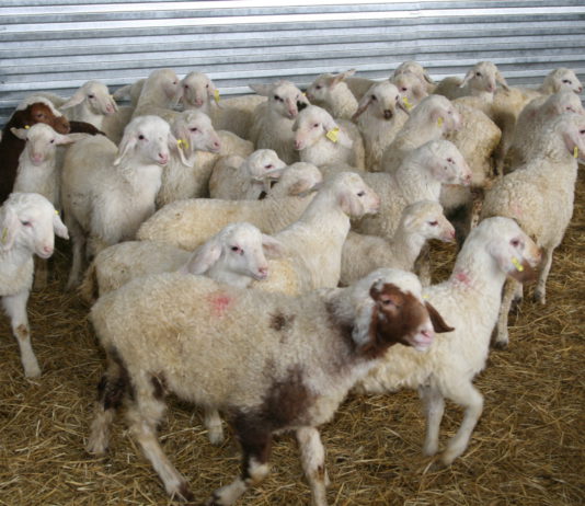 Asaja reivindica por San Antón la ganadería como motor de empleo y vida en el medio rural