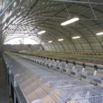 El sector cunícola en cifras