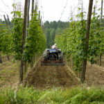 El sector del lúpulo – situación actual de mercado