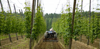 El sector del lúpulo – situación actual de mercado