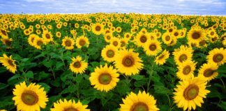 Modificaciones seguro agrario