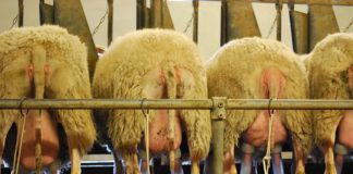 Cotizaciones de la Lonja Agropecuaria de León – 10/02/2021