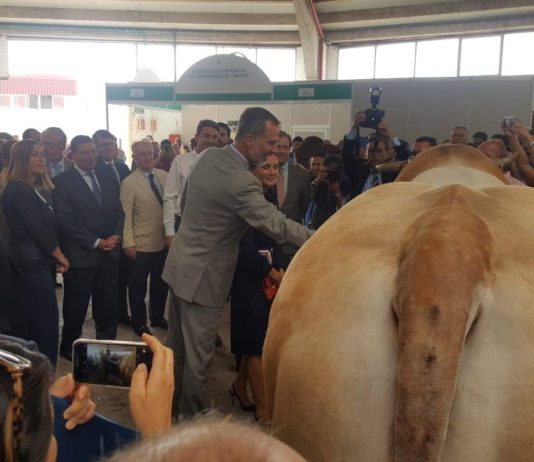 El Rey entre vacas