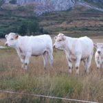 Cotizaciones de la Lonja Agropecuaria de León – 19/06/2019