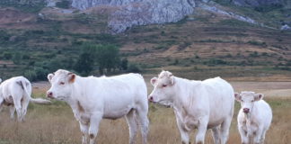 Cotizaciones de la Lonja Agropecuaria de León – 19/06/2019