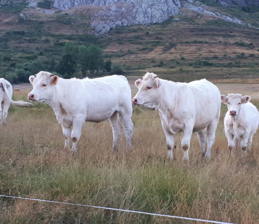 Balanza agroalimentaria