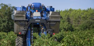 Asaja denuncia la escasa remuneración a los productores de uva «prieto picudo» por parte de las bodegas compradoras