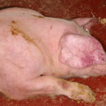 Comunicación de Interpoc respecto a la enfermedad de la Peste Porcina Africana