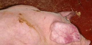 Las seis noticias agrarias de la semana – 28/12/2018