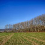 Seguro de rendimientos en cereales y forrajes