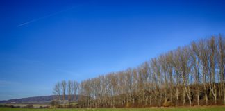 Cotizaciones de la Lonja Agropecuaria de León – 31/01/2021