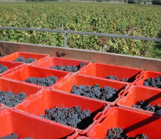 Las seis noticias agrarias de la semana – 27/10/2023