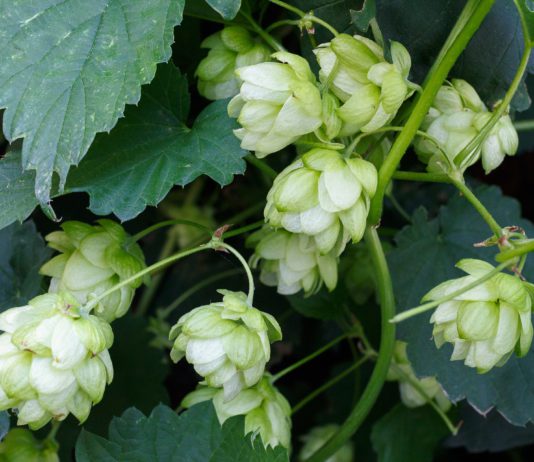 Las seis noticias agrarias de la semana – 12/10/2018