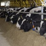 Estudio de los costes de producción de la leche de vaca en Castilla y León