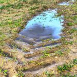 Estimamos una reducción de la superficie de trigo de regadío en el entorno del 25%