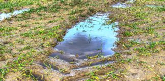 Cultivar en Turingia