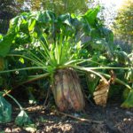 Autorización excepcional del uso de neocotinoides en el cultivo de la remolacha