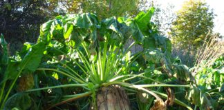 ASAJA exige a azucarera precios dignos si quiere que el cultivo de la remolacha remonte