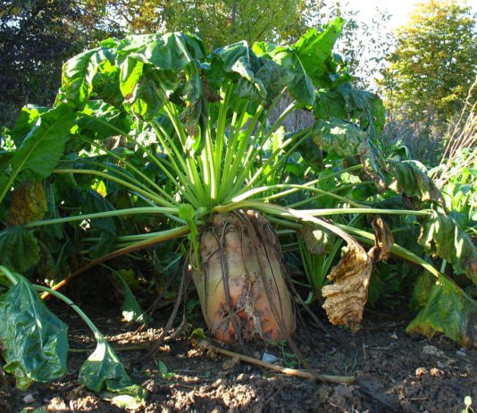 ASAJA pide a Azucarera que planifique mejor sus campañas para que la remolacha no esté tanto tiempo en las fincas