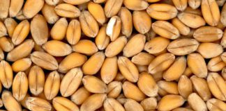 Cotizaciones de la Lonja Agropecuaria de León – Sesión 07/10/2020