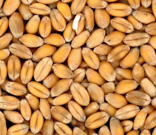 Cotizaciones de la Lonja Agropecuaria de León – Sesión 09/01/2019