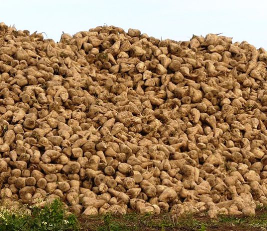 EL COMPROMISO DE PAGO DE LA AYUDA DE LA JUNTA AL SECTOR REMOLACHERO, DE LA CAMPAÑA 2011/2012, LLEGA CON SIETE AÑOS DE RETRASO