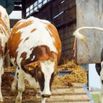 Curso de Bienestar Animal – Módulo de Transporte de animales