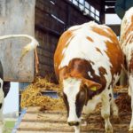 Curso de Bienestar Animal – Módulo de Transporte de animales