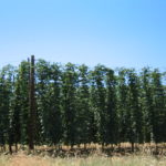 Resolución de autorización excepcional de fungicida para el oídio del lúpulo