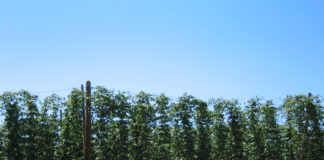 Caracterización y costes del cultivo del lúpulo en la provincia de León