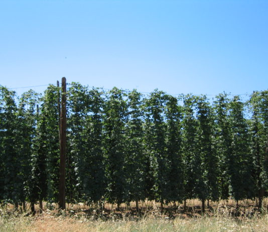 Resolución de autorización excepcional de fungicida para el oídio del lúpulo