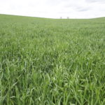 En un periodo de treinta y cinco años, que coincide con el de pertenencia a la Unión Europea, se han producido cambios radicales en los cultivos de la provincia de León