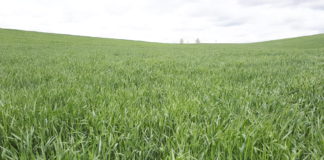 En un periodo de treinta y cinco años, que coincide con el de pertenencia a la Unión Europea, se han producido cambios radicales en los cultivos de la provincia de León