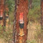 Ayuda a los resineros