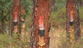 Ayudas al sector de la resina