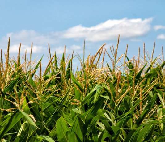 ASAJA CONSIDERA LESIVO PARA LA AGRICULTURA DE CASTILLA Y LEÓN EL PLAN ESTRATÉGICO DE LA PAC DISEÑADO POR EL MINISTERIO
