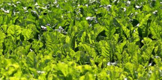 Asaja critica las nulas aportaciones del grupo de expertos de la UE para garantizar el futuro del sector azucarero Europeo