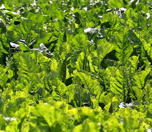 Las seis noticias agrarias de la semana – 02/07/2021