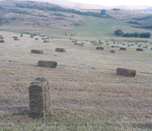 ¿Tú de quién eres?
