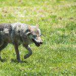 Circular de Asaja a los ganaderos de extensivo