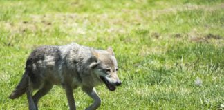 Circular de Asaja a los ganaderos de extensivo