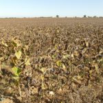 Cotizaciones de la Lonja Agropecuaria de León -17/02/2021