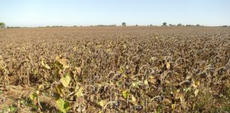 Cotizaciones de la Lonja Agropecuaria de León -17/02/2021